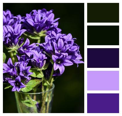 Flowers Floral Background Purple Image